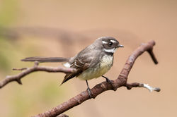 Grey Fantail
