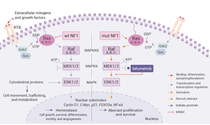 Figure 1 shows a simplified view of the MAPK-ERK1/2 signaling, the nF1 pathway, and Selumetinib’s effects, demonstrating efficacy in both vivo and in vitro models, particularly for the treatment of neurofibromatosis type 1 (NF1).