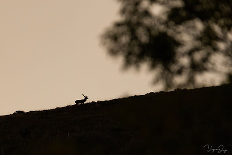 Silhouette cerf