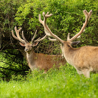 Face à face cervidés