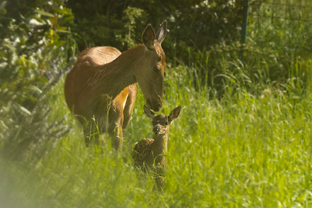Biche et son faon