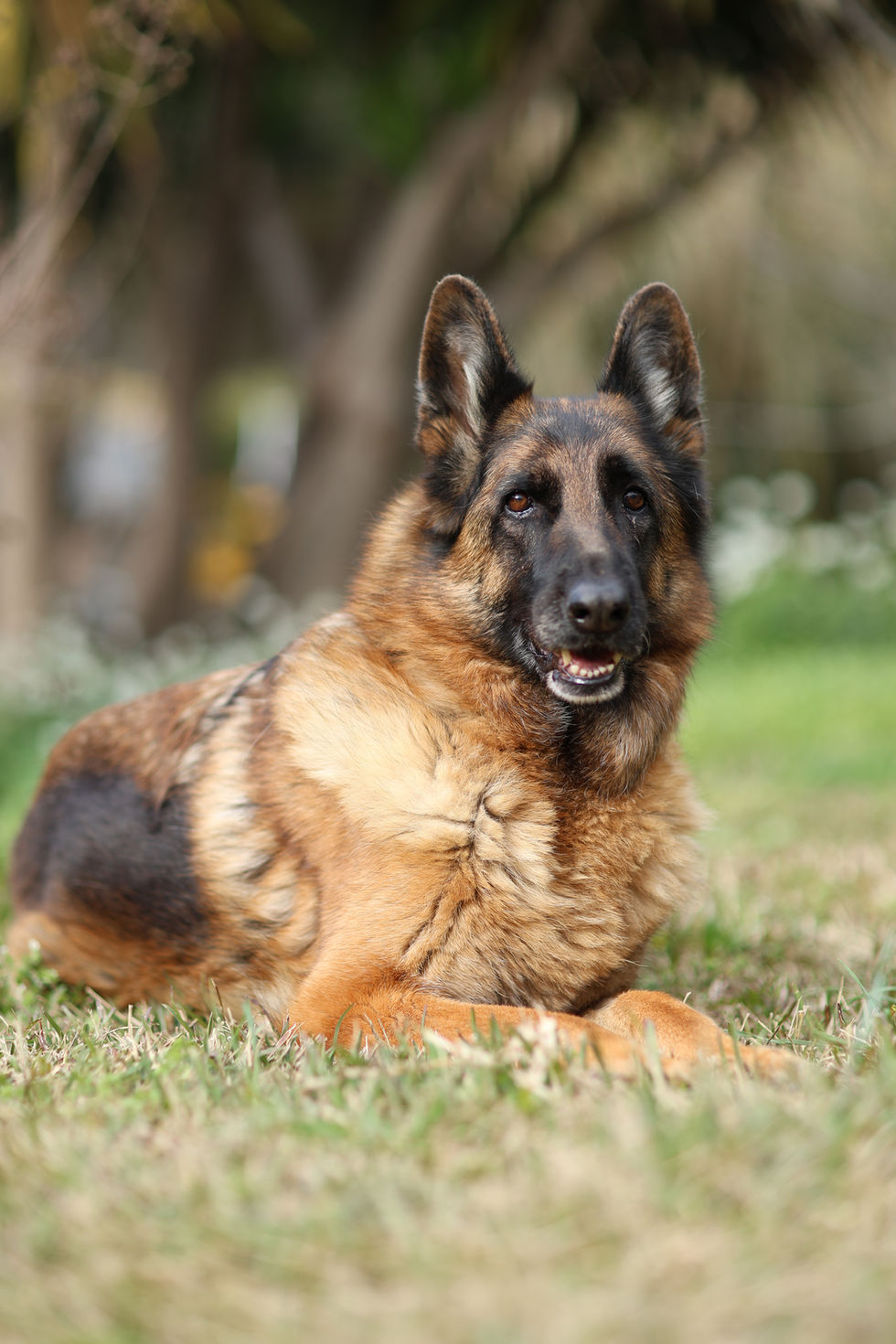 Portrait naturel d'un chien en extérieur