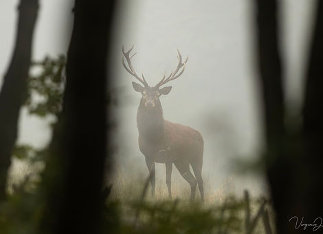 Cerf dans le brouillard