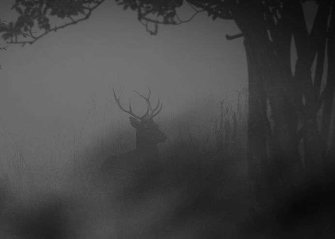 Cerf au repos