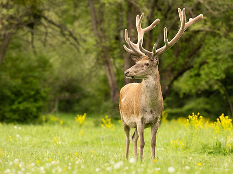 Cerf