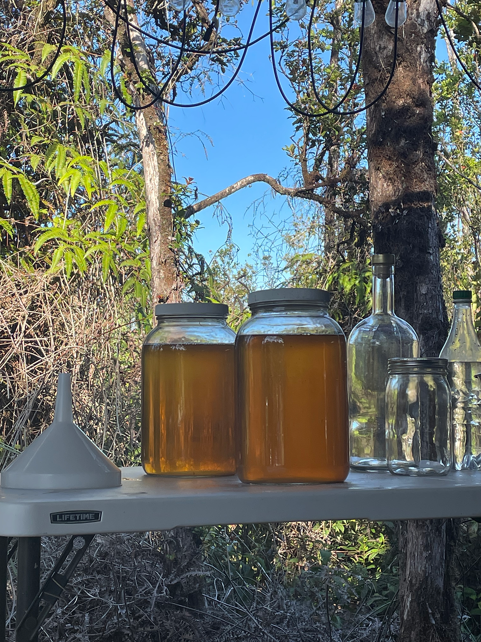 Kombucha Workshop