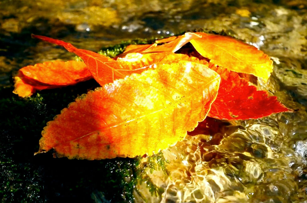 Nature's energy for the mind, body, & spirit
