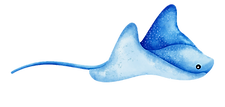 Stingray_edited_edited.png