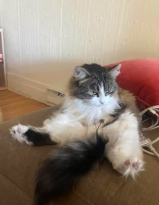 Nala 5.jpeg