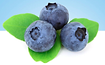 Blueberry i.t. Services logo - no text.png