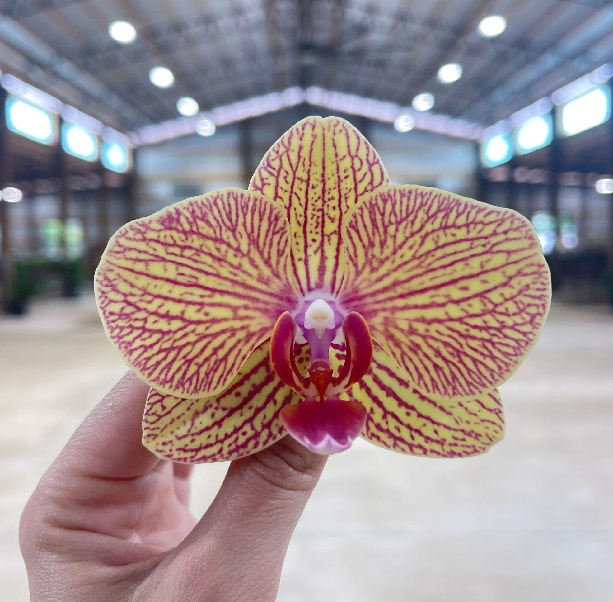 Phalaenopsis Orchid 'Kaleidescope' 5"