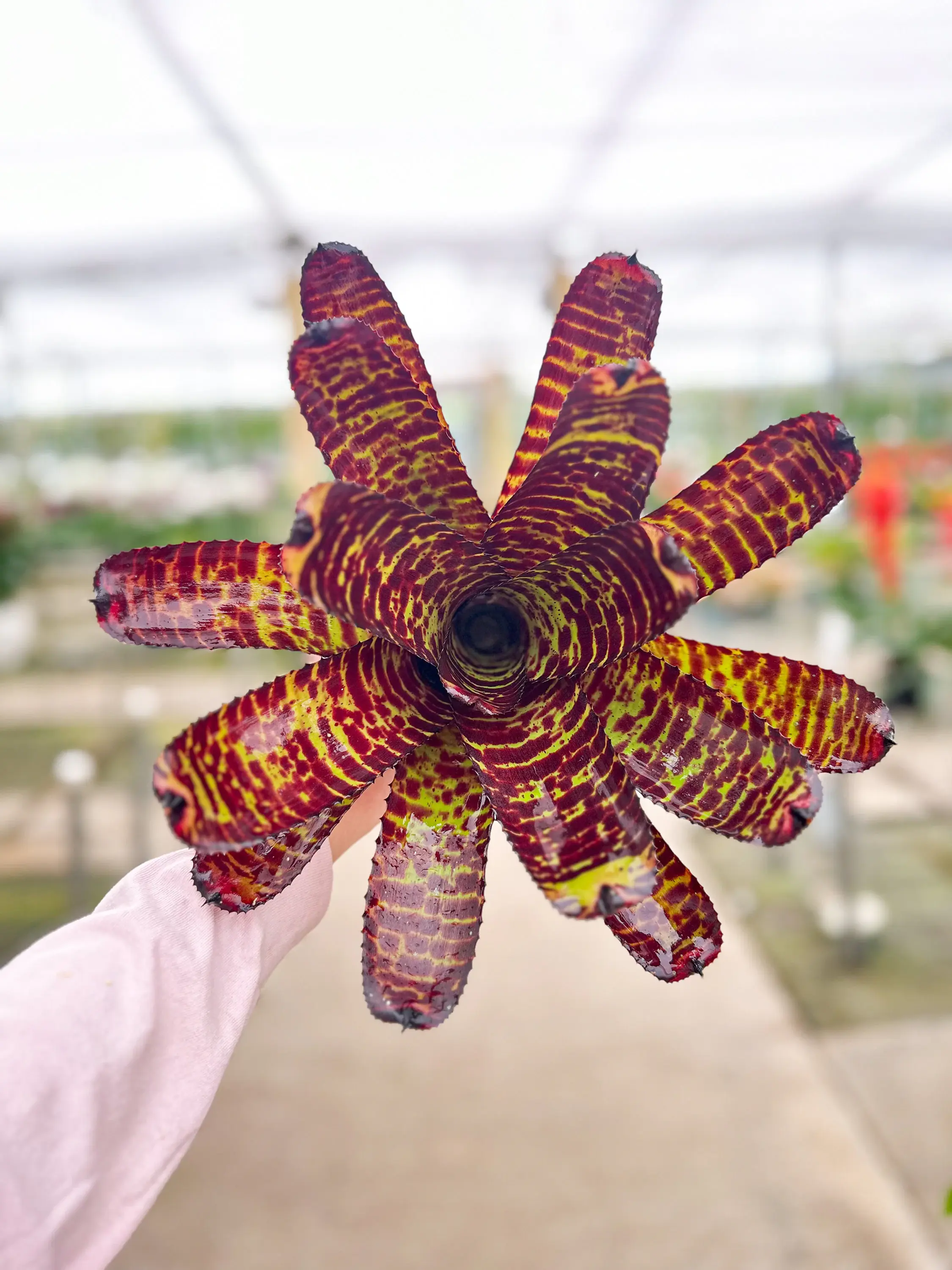 Neoregelia 'Hannibal' Pup