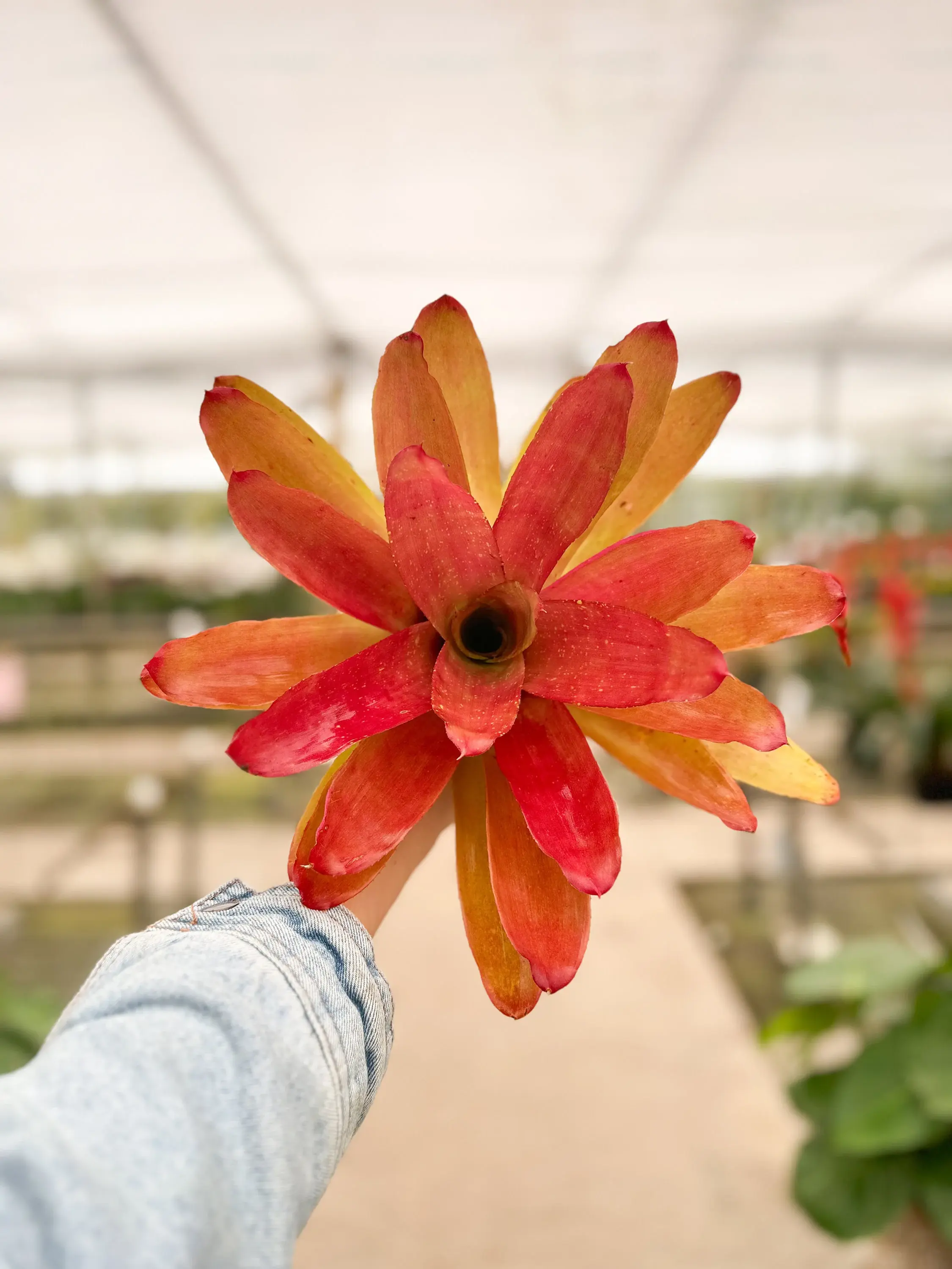 Neoregelia 'Martin Red' Pup