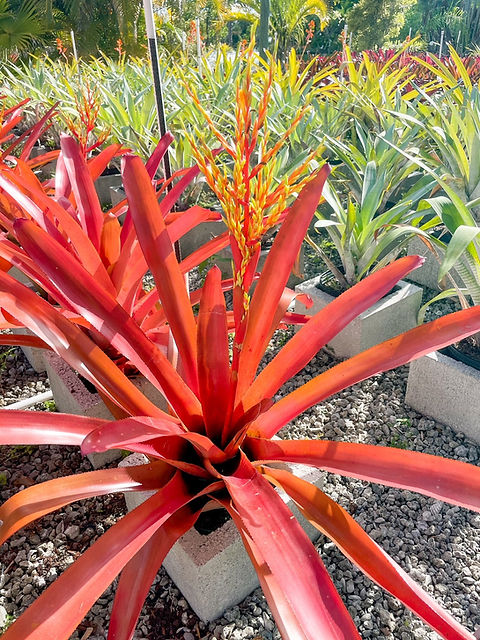 ブロメリア・エアープランツ Aechmea Bracteata Red Aechmea bracteata ブロメリア・エアープランツ Aechmea Bracteata Red Aechmea bracteata