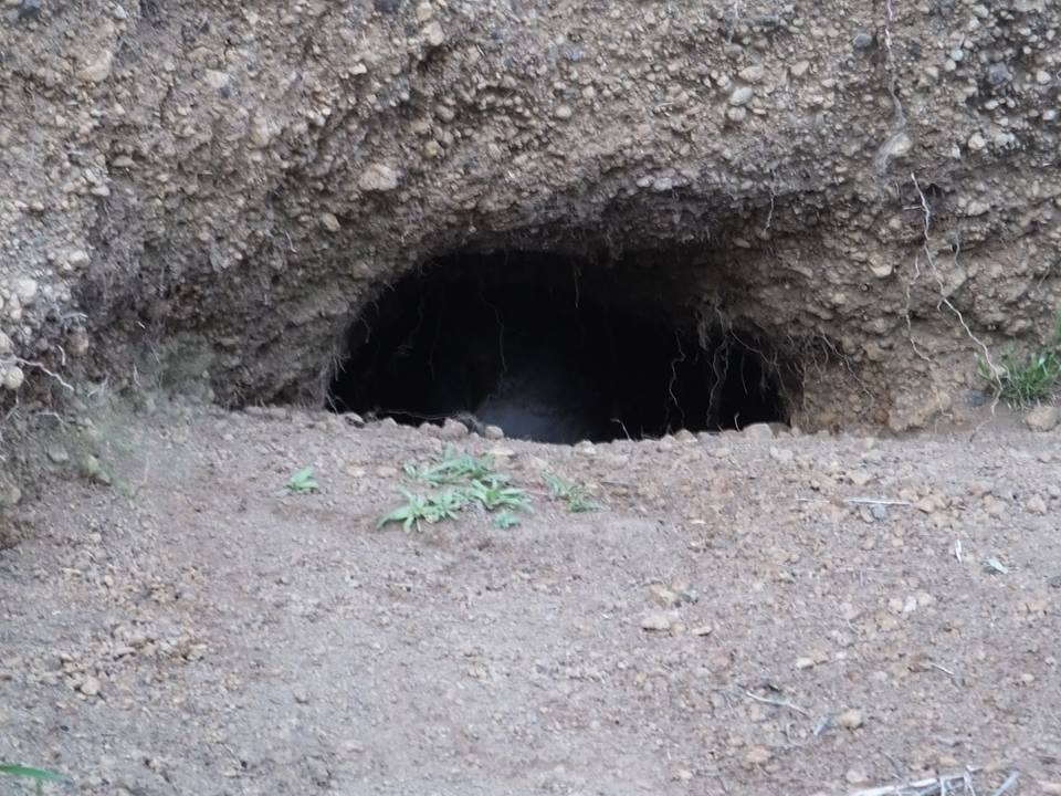 NATURALIST BIRDWATCHING