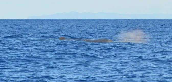 Faial Sperm Whale