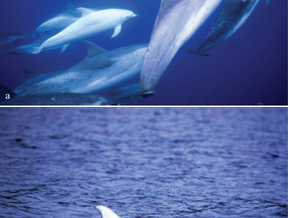 Anomalously white Atlantic spotted dolphins (Stenella frontalis, Cuvier, 1892) off the Azores. 2016
