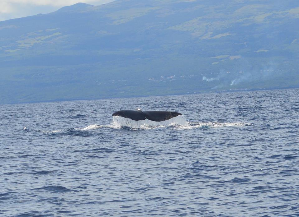 sperm whale tail