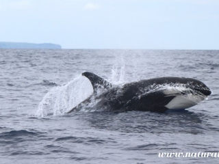 Killer Whale | Orca - Orcinus orca
