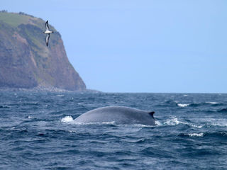 Blue whales crossing Faial-Pico channel
|29-04-2019|