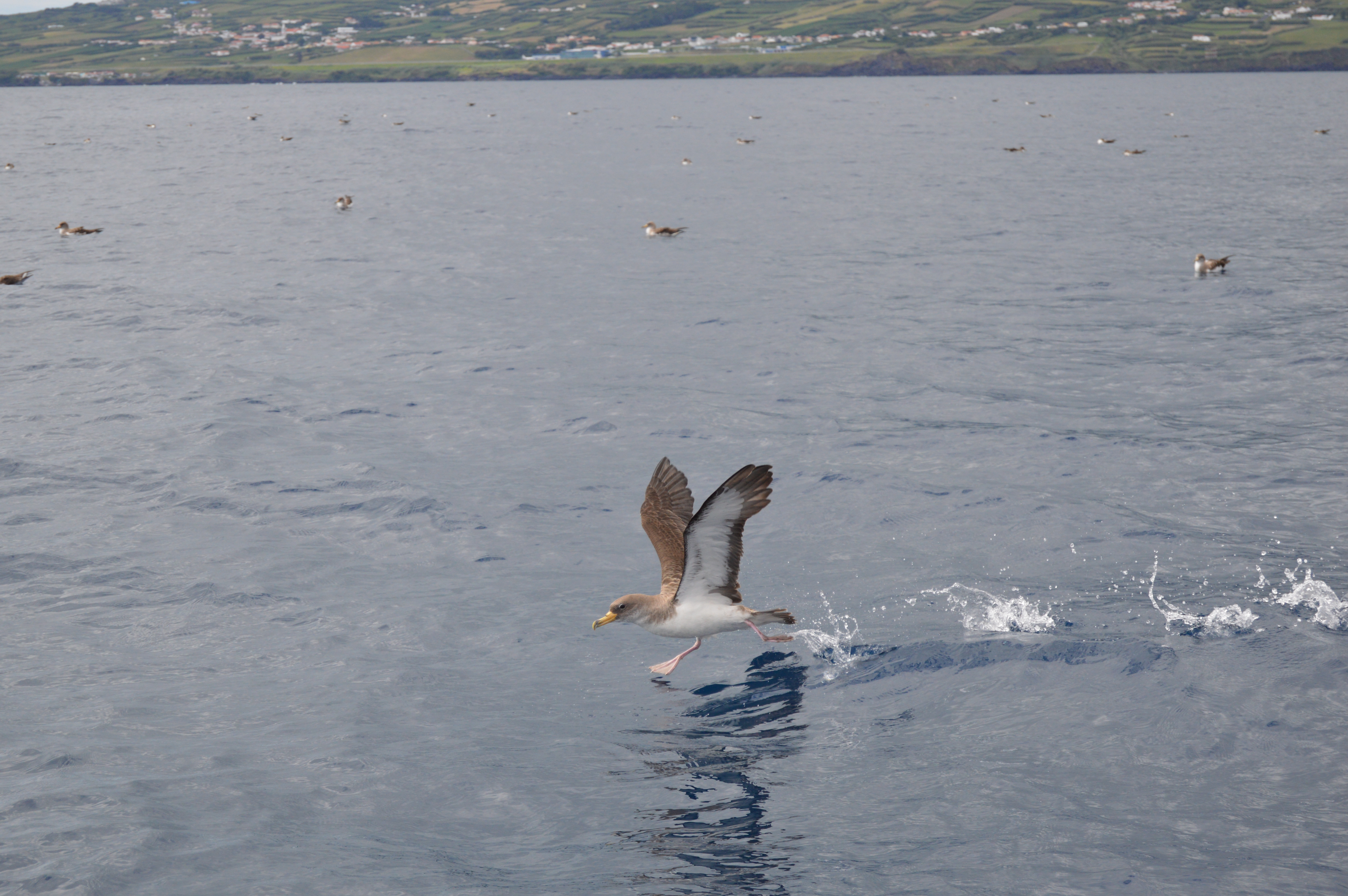 NAturalist Birdwatching Corys