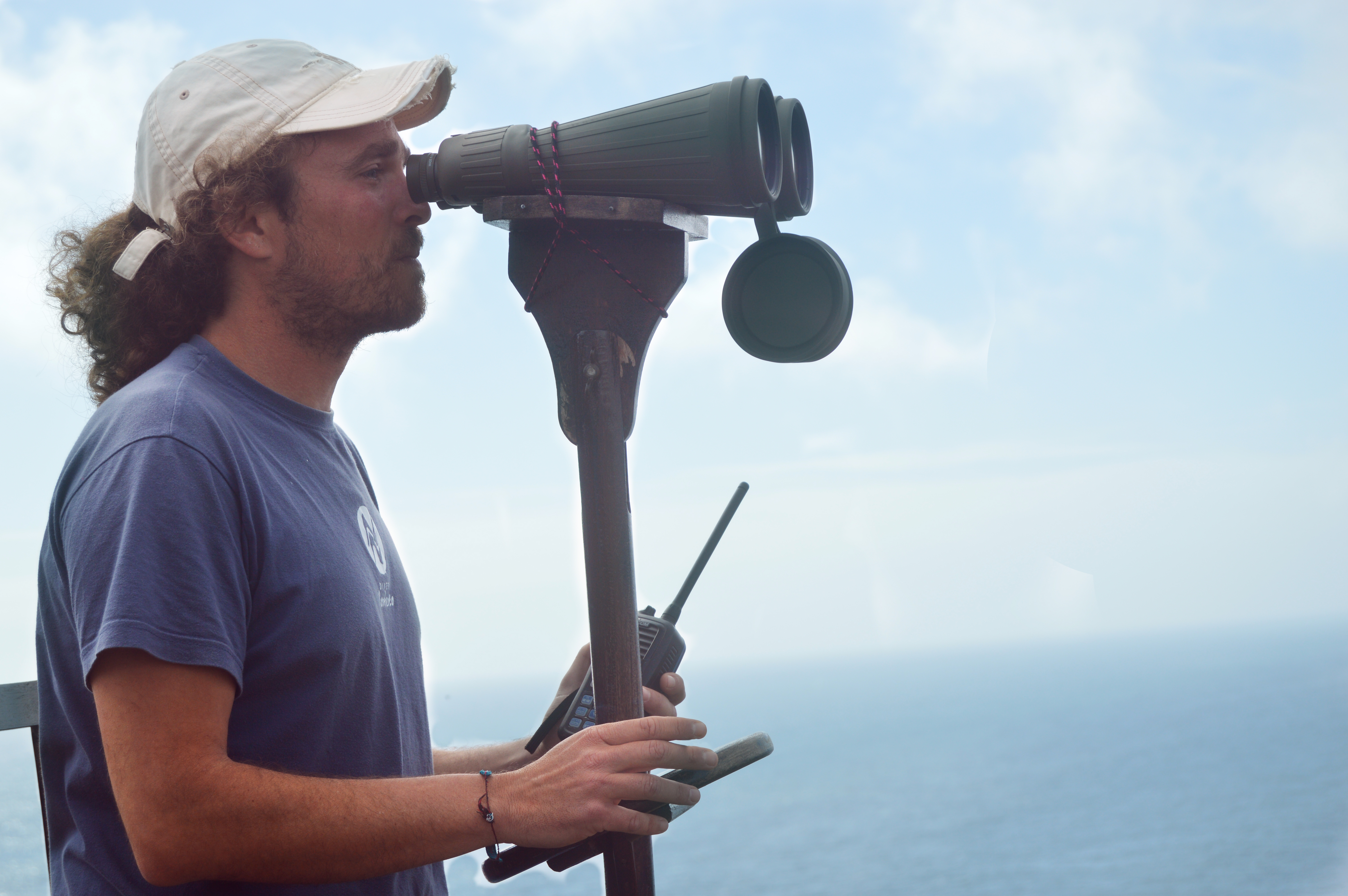 Torrão - Whale Spotter