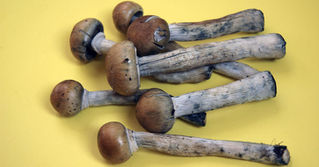 Denver Voters Approve Measure To Decriminalize Psilocybin Mushrooms