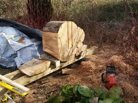 Should You Leave the Pith in Woodturning Blanks? Why the Centre of the Tree Causes Cracks