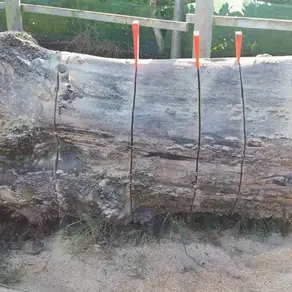 large beech trunk with chainsaw cuts and wedges keeping the kerf open