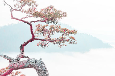 AdobeStock_247845339.jpeg