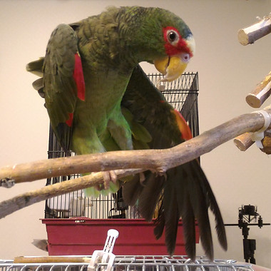 クロイツ(コボウシインコ)/Kreuz, White-fronted Amazon