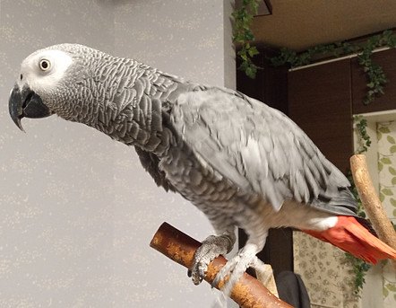 ルンデ(ヨウム)African gray, Runde