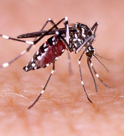 Dengue, Protect Public Lands, and more