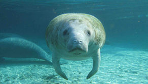 Florida Conservation Groups to Sue EPA over Manatee Deaths