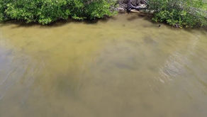 Sewage from septic systems could be contributing to Indian River Lagoon pollution