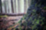 Copy of Kitson Ridge Stump.jpeg