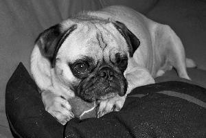 Pep Pep: using his beatnik sensibilities to help pose in this artsy black and white.