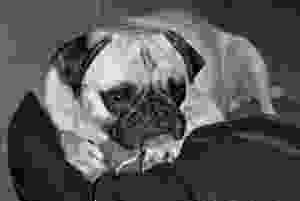 Pep Pep: using his beatnik sensibilities to help pose in this artsy black and white.