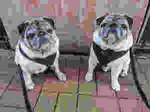 Saffy and Wally: The Perfect Pug Pair