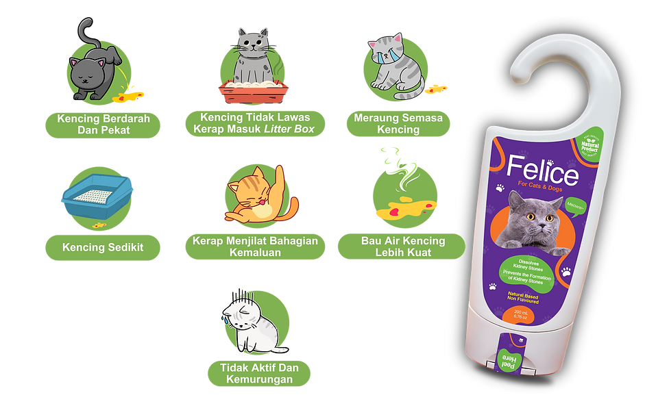 Simptom Tanda Gejala Batu Karang Kucing