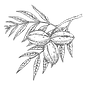 pecan-tree-branch-with-leaves-nuts-vector-vintage-engraving_520327-240_edited.png