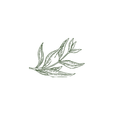 Leaves_edited_edited.png