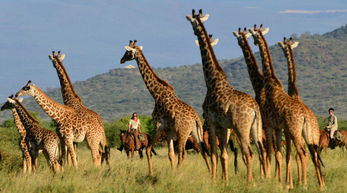 Kilimanjaro Elephant ride  101.JPG