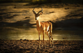 impala-2815439_1920.jpg