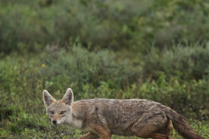 Golden Jackal.jpg