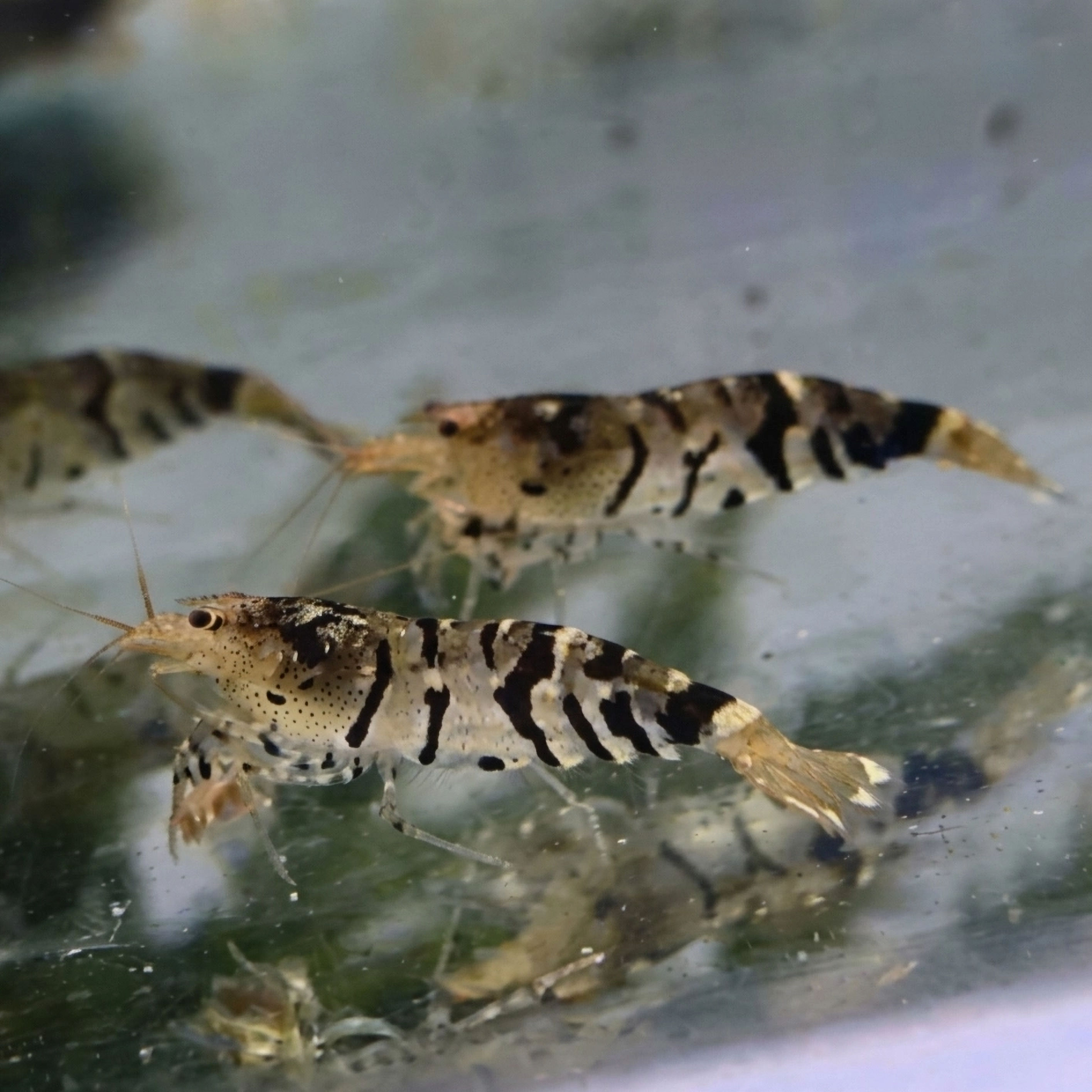 "Guangdong" Tiger Caridina cf. Cantonensis Shrimp 🇨🇳