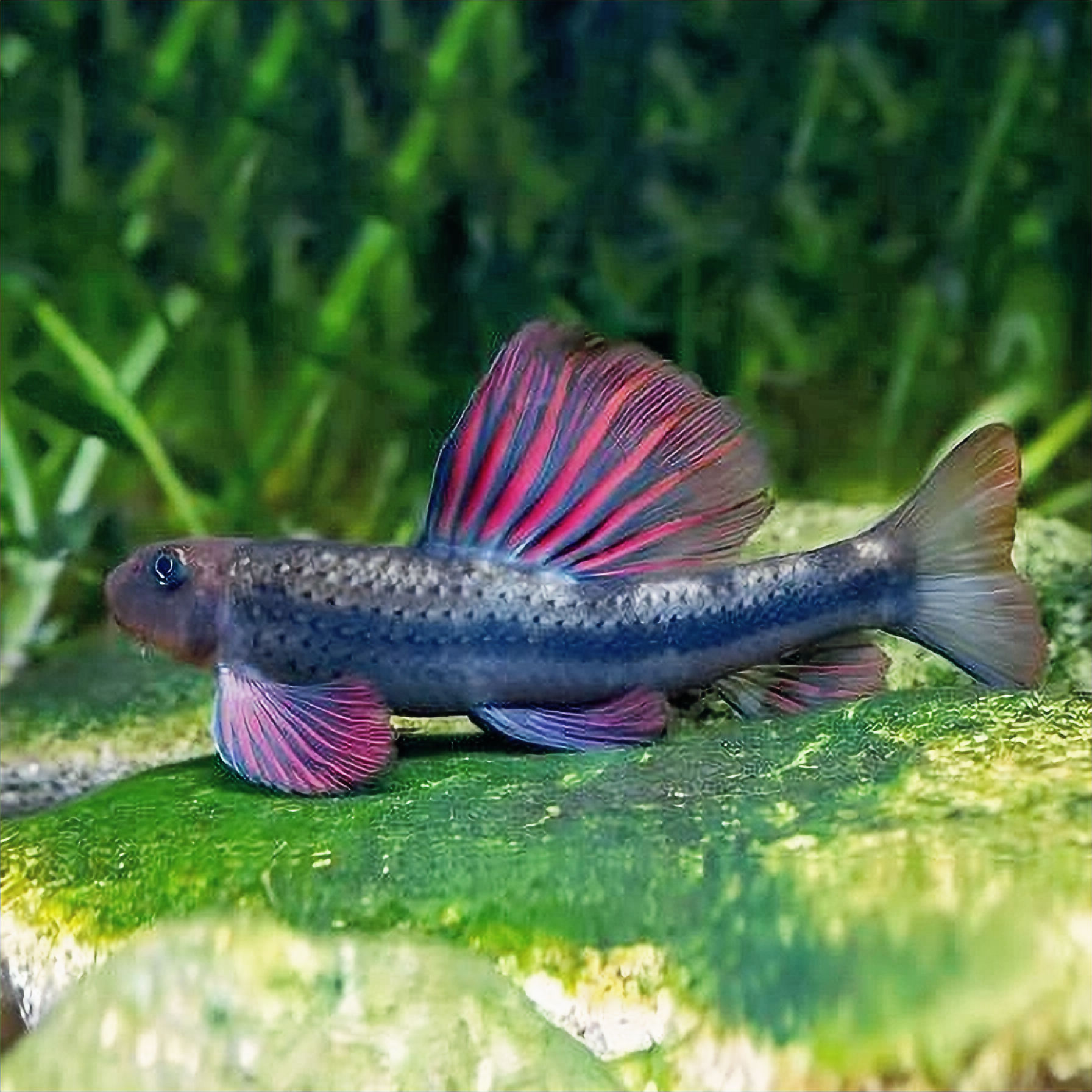 Microphysogobio Tafangensis Goby 🇨🇳