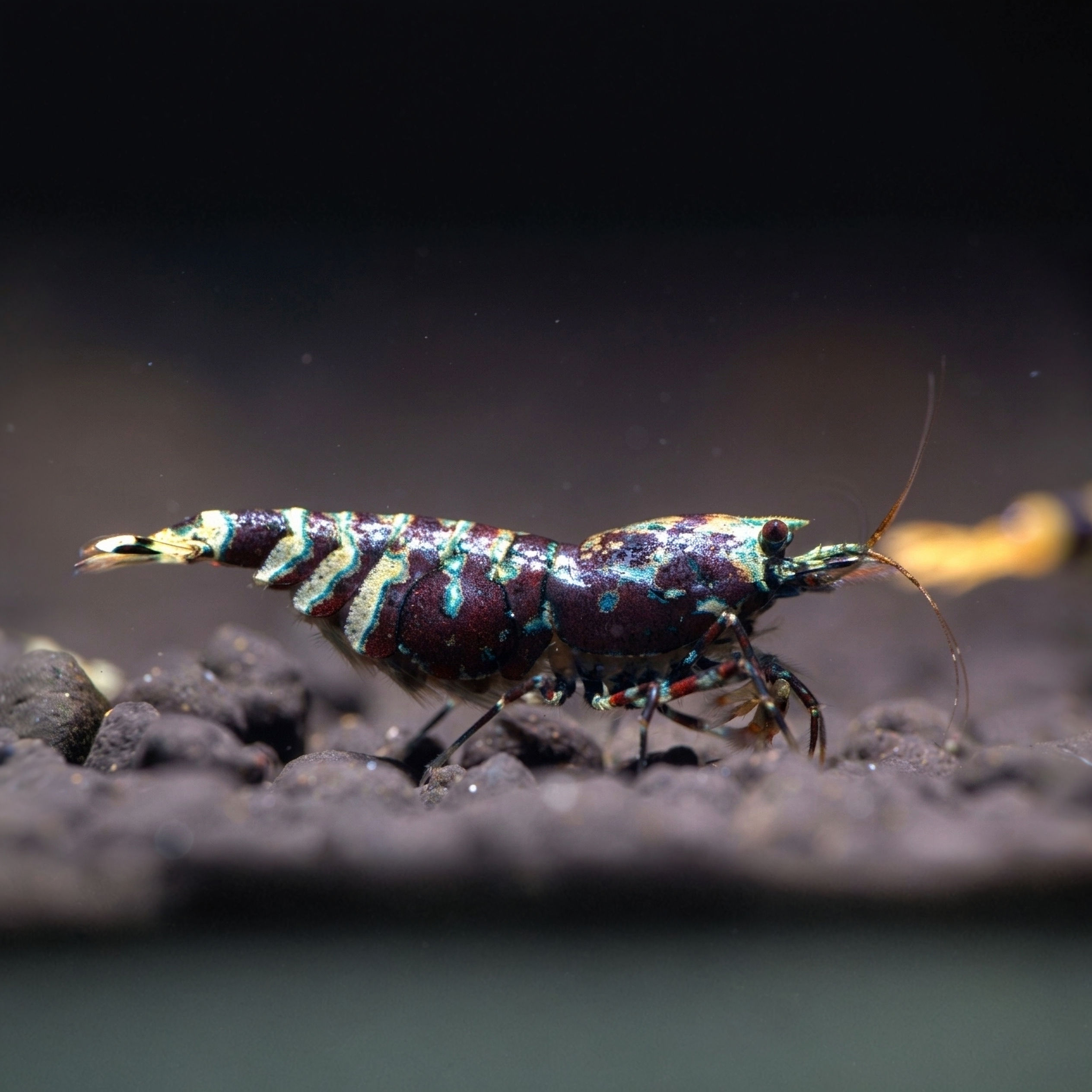 Purple Caridina Shrim  🇻🇳