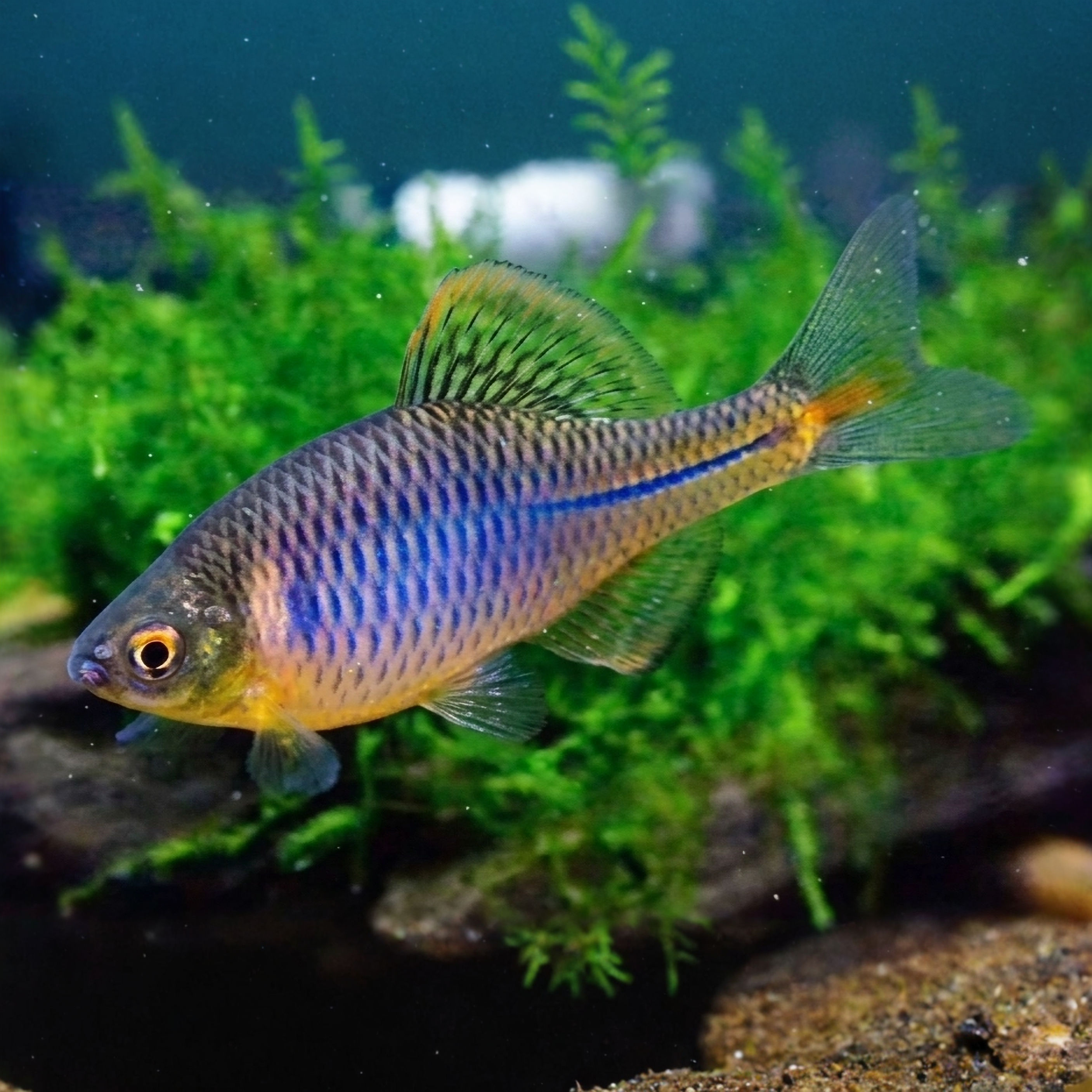 Rhodeus Shitaiensis "Blue" Bitterling 🇨🇳