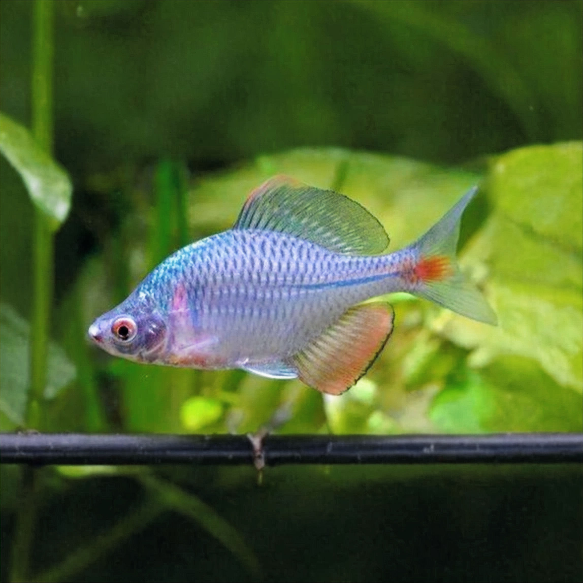 Rhodeus Ocellatus Bitterling 🇨🇳